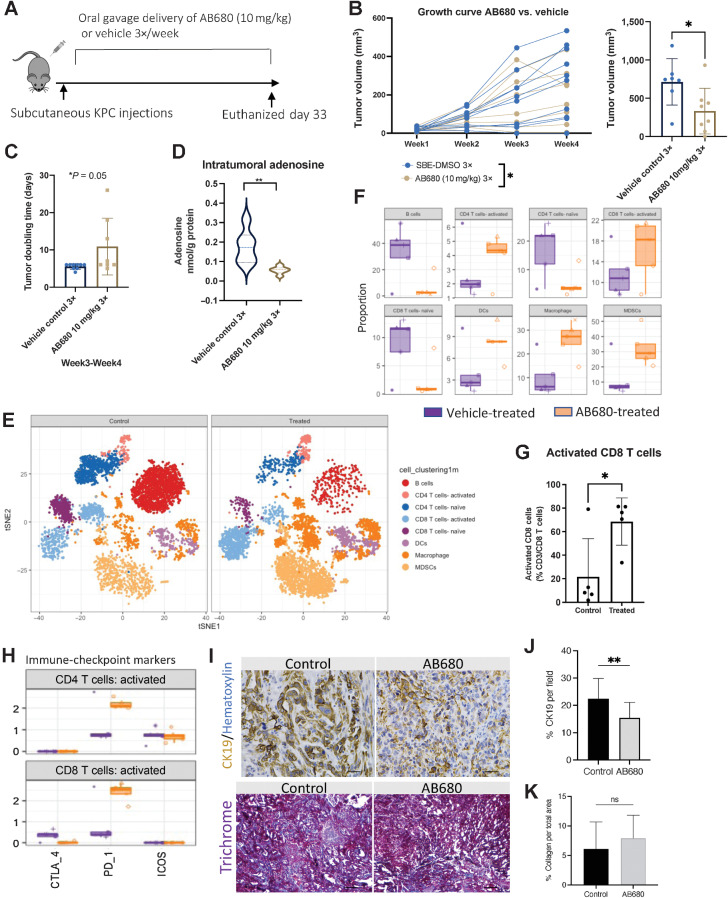 Figure 5. AB680 oral gavage treatment reduces tumor KPC tumor growth rate and elevates intratumoral activated CD8+ T cells. A, KPC subcutaneous tumors were analyzed weekly (n = 10 per group). B, AB680 treatment significantly decreased KPC subcutaneous growth rates and at the conclusion of this experiment, AB680-treated mice had significantly smaller tumor volume than vehicle control-treated mice. *, P < 0.05. Statistical analysis was performed using a Student t test in Prism GraphPad software. C, Graphical representation of subcutaneous tumor growth rates for analysis of individual tumor doubling time (*, P < 0.05), n = 6. D, HPLC analysis shows a significant decrease in adenosine levels in tumors from AB680-treated mice versus vehicle-treated mice. **, P < 0.01 compared with vehicle controls (n = 8 per group). E, CyTOF vSNE plots by group show elevated clusters of activated CD8 T cells, CD4 T cells, MDSCs, and macrophages. F, Quantitative global population analysis reveals increased activated CD4 T cells, CD8 T cells, macrophages, and MDSCs. G, Quantitative analysis of significantly increased activated CD8 T cells. *, P < 0.05 and a Student test using Prism GraphPad software was used to calculate statistics. H, Activated CD4 and CD8 T cells increased expression of PD-1. I, Representative CK19 and trichrome staining of tumors from control- (vehicle) and AB680-treated mice. J, Tumors from AB680-treated mice had significantly reduced expression of CK19 (**, P < 0.01) and no significant difference in % collagen per total area. K, Scale bars, 50 μm.