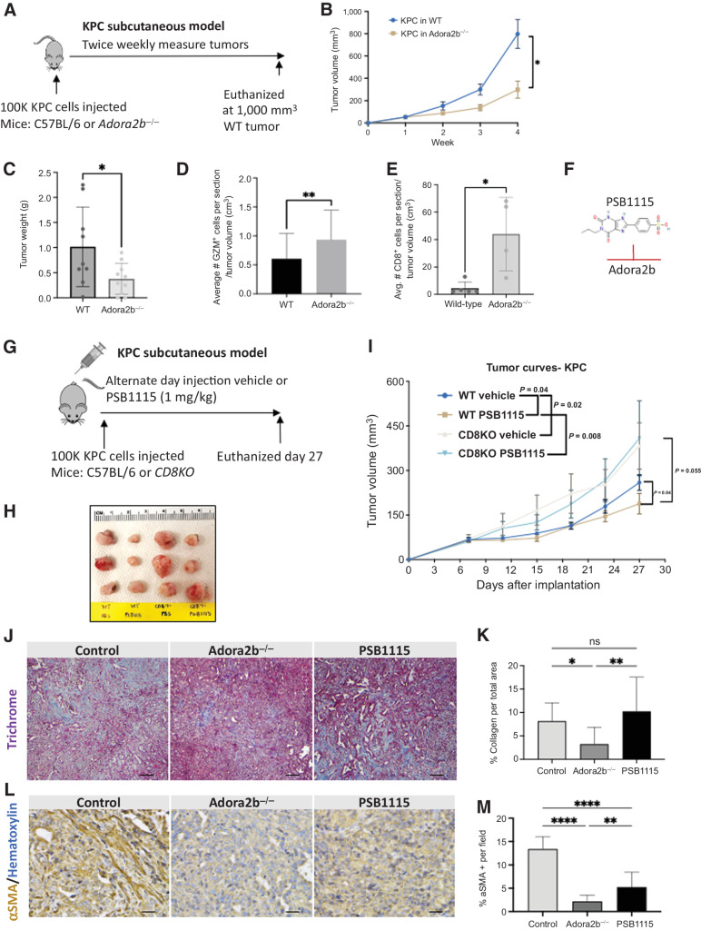 Figure 7. Antitumoral effect of Adora2b inhibition is CD8+ T-cell dependent. A, Schematic of KPC subcutaneous preclinical model to evaluate the role of Adora2b in PDAC tumor development. B, Mice lacking Adora2b (Adora2b−/−) presented delayed KPC subQ tumor growth compared with WT mice and (C) decreased tumor weight compared with WT mice. D, Tumor that developed in mice lacking Adora2b (Adora2b−/−) presented significantly increased CD8+ T cells (*, P < 0.05) and (E) significantly increased GZM staining per tumor volume compared with WT mice (**, P < 0.01; n = 14 fields/group). F, Chemical structure of PSB1115, Adora2b inhibitor, and (G) schematic of KPC subcutaneous preclinical model to evaluate the role of Adora2b in PDAC tumor development. H and I, Inhibition of Adora2b with PSB1115 reduces tumor growth rate only when injected in WT mice. The effect is lost when KPC cells are injected in CD8KO mice (*, P < 0.05; n = 8 mice per group). J, Trichrome staining to evaluate collagen abundance in control, Adora2b−/− and PSB1115-treated tumors. K, KPC tumors growing in Adora2b−/− had significantly reduced collagen compared with control tumors (*, P < 0.05); however, there was no difference in the percentage of collagen per field in tumors from PSB1115-treated mice (n = 12 fields analyzed per group). L, IHC for ⍺SMA to evaluate stromal changes in KPC tumors from Adora2b−/− and tumors from PSB1115-treated mice. M, The %⍺SMA+ staining was significantly decreased in KPC tumors grown in Adora2b−/− mice (****, P < 0.0001) and in tumors from PSB1115-treated mice (****, P < 0.0001); n = 15 sections per group.