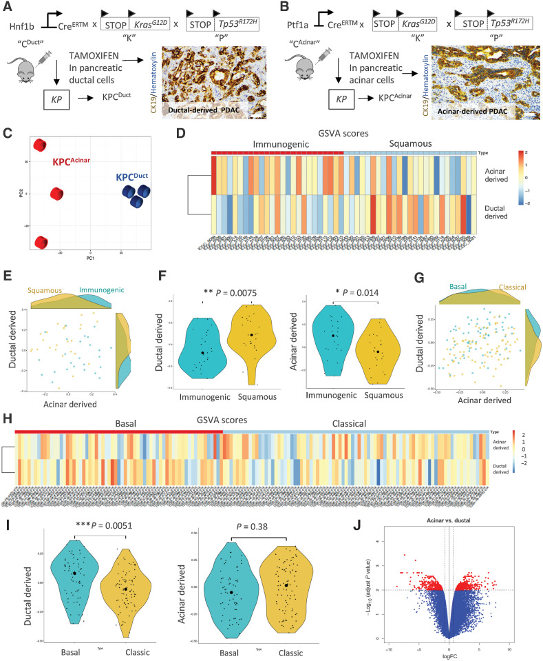 Figure 1. Comparison of ductal and acinar cell–derived tumor signatures to human molecular subtypes of PDAC. A and B, Schematic of the transgenic mouse breeding scheme to generate mutant Kras and Tp53 tumors from acinar and ductal cells and IHC analysis of CK19 to show ductal adenocarcinoma arising in ductal and acinar mouse models of PDAC. C, PCA of KPCDuct and KPCAcinar RNA-seq samples. Tumors arising in ductal and acinar cells have distinct profiles. D, Heat map shows the GSVA scores for human homolog genes derived from mouse ductal and acinar signatures in different samples from ICGC immunogenic and squamous subtypes. The color represents the relative GSVA score. E, Scatter plot of the GSVA scores for human homolog genes derived from mouse ductal and acinar signature genes in ICGC immunogenic and squamous subtypes. F, Violin plot of the GSVA scores for human homolog genes derived from mouse ductal and acinar signature genes in ICGC immunogenic and squamous subtypes. G, Scatter plot of the GSVA scores for human homolog genes derived from mouse ductal and acinar signature genes in TCGA basal and classic subtypes. The big round dots represent the medium of the GSVA scores, while the small round dots represent the score for each sample. We used a nonparametric Wilcoxon rank sum test for both groups. *, P < 0.05; **, P < 0.01. H, Heat map shows the GSVA scores for human homolog genes derived from mouse ductal and acinar signatures in different samples from TCGA basal and classic subtypes. I, Violin plot of the GSVA scores for human homolog genes derived from mouse ductal and acinar signature genes in TCGA basal and classic subtypes. J, Volcano plot showing distinct transcriptomic signatures in the duct and acinar tumors.