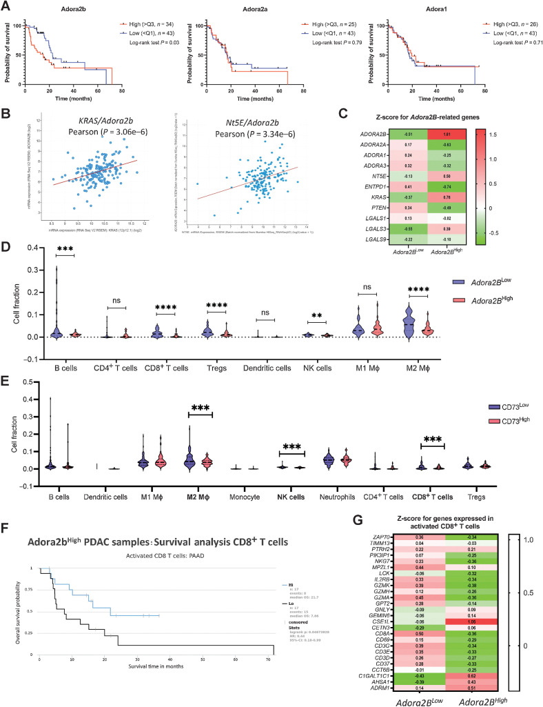 Figure 6. Adenosine signaling through Adora2b on CD8+ T cells correlates with reduced survival and PDAC progression. A, TCGA analysis reveals that high expression of Adora2b human PDAC significantly correlates with worse prognosis (left). No differences were found in Adora2a (middle) or Adora1 (right). B, Adora2b expression in human PDAC positively correlates with Kras and Nt5E. C, Z score comparison of Adora2b-related genes shows a positive correlation with Kras and Nt5E, whereas a negative correlation was observed for Adora2a, Adora1, Adora3, Entpd1/CD39, and Pten. Z scores were downloaded from TCGA–PAAD cBioPortal. D, To analyze the distribution of immune cells in patients with high (n = 26) and low (n = 46) Adora2b expression in two groups, data analyzed with the Quantiseq algorithm were downloaded from The Cancer Immunome Database. Patients with high Adora2b expression presented a decreased abundance of B cells, CD8+ T cells, Tregs, NK cells, and M2 macrophages. Student t test was used to analyze significance. E, Similar results were observed when analyzing Immunome atlas data from patients with high (n = 44) and low (n = 103) expression levels of NT5E. Student t test was used to analyze significance. F, Patients with high Adora2b expression who have a lower abundance of activated CD8+ T cells present a worse prognosis. G, Analysis of genes expressed in activated CD8+ T cells confirmed lower overall expression of activated CD8+ T-cell gene expression in patients with high Adora2b expression. Z scores were extracted from The Cancer Immunome Database and TCGA–PAAD cBioPortal.