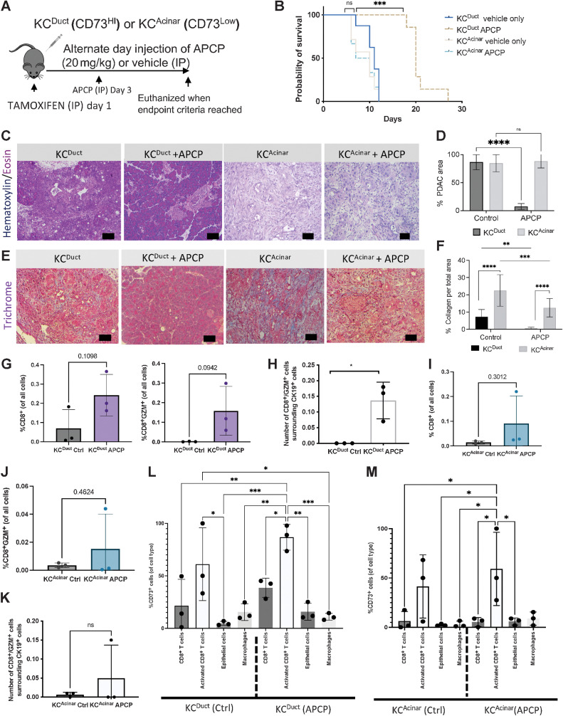 Figure 4. Inhibition of CD73 using intraperitoneal delivery of APCP significantly reduces spontaneous aggressive ductal-derived PDAC. A, Schematic of the preclinical model to evaluate the requirement for CD73 in a spontaneous GEM model of ductal-derived PDAC. B, APCP significantly improved survival only in KCDuct GEM mice (n = 5 mice per group). C, Representative H&Es of vehicle-treated compared with APCP-treated KCDuct and KCAcinar pancreata. D, Inhibition of CD73 significantly reduced PDAC area in KCDuct (n = 2) compared with control (n = 3) but not KCAcinar GEM mice (n = 2) compared with control (n = 2) (****, P < 0.0001; ***, P < 0.001; **, P < 0.01). E, Trichrome images showing PDAC areas in KCDuct and KCAcinar GEM mice in both vehicle and APCP-treated groups. F, APCP treatment significantly reduced the percentage of collagen in both KCDuct and KCAcinar pancreata. A two-way ANOVA was used to compare groups. G, Quantification of multiplex immunofluorescent analysis of %CD8+ cells or %CD8+GZM+ cells per whole tissue on the section from KCDuct Ctrl- and APCP-treated mice (n = 3). H, Spatial quantification showing a significant increase in CD8+GZM+ cells within 80 μm radius of CD19+ cells in APCP-treated KCDuct pancreata compared with Ctrl KCDuct (*, P < 0.05; n = 3). I, Quantification of multiplex immunofluorescent analysis of %CD8+ cells or (J) %CD8+GZM+ cells per field in pancreata from KCAcinar Ctrl- and APCP-treated mice (n = 3). K, Spatial quantification showing an increase in CD8+GZM+ cells within 80 μm radius of CD19+ cells in APCP-treated KCAcinar pancreata compared with Ctrl KCAcinar (ns; n = 3). L and M, Quantification of %CD73+ cells per cell type in Ctrl versus APCP-treated samples. In KCDuct, but not KCAcinar, we quantified a 2-fold increase in CD73+CD8+ T cells, 1.5-fold increase in CD73+CD8+GZM+ T cells, and a 4-fold increase in CD73+ epithelium in pancreata from APCP-treated mice (n = 3).