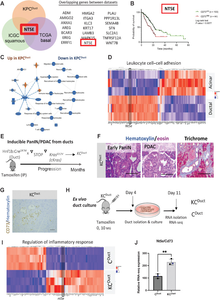 Figure 2. NT5E/CD73 is highly expressed in murine ductal-derived PDAC. A, Venn diagram showing the number of top overlapping genes in murine KPCDuct and human squamous and basal subtypes. NT5E/CD73 is one of the top overlapping genes expressed between KPCDuct, squamous, and basal subtypes. B, TCGA analysis reveals high expression of NT5E/CD73 in human PDAC significantly correlates with worse prognosis. C, IPA analysis of top altered pathways increased (orange) or decreased (blue) in KPC murine cell of origin tumors. D, Leukocyte cell–cell adhesion was one of the top differentially expressed GO categories and nt5e was a significantly elevated gene in ductal-derived PDAC in this category. E, Schematic of a mouse model to generate PanIN and PDAC from ductal cells using an inducible KrasG12V allele. F, Representative H&E and trichrome staining from KCDuct mice. G, IHC analysis of CD73 expression in KCDuct mice. H, Schematic of the experimental setup to generate whole transcriptomic profiles of Kras-mutant pancreatic ducts. I, Gene Ontology Heat Map of highly enriched pathways in Kras-mutant ducts. Regulation of inflammatory response is one of the top GO pathways. Nt5e is elevated in GO: Regulation of inflammatory response. J, Relative RNA-seq signature of Nt5e/CD73 in ex vivo–cultured pancreatic ducts. CD73 is significantly increased in Kras-mutant pancreatic ducts (****, P < 0.001) Student t test (n = 3 per group analyzed by RNA-seq).