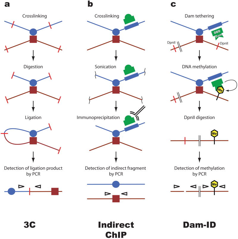 Chromatin loops in gene regulation - PMC