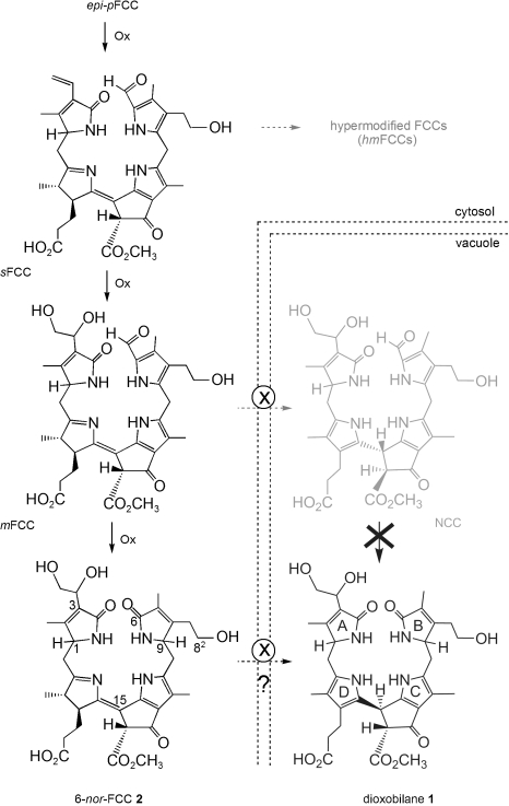 Scheme 2