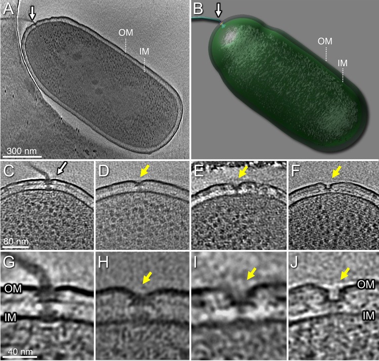 FIG 1