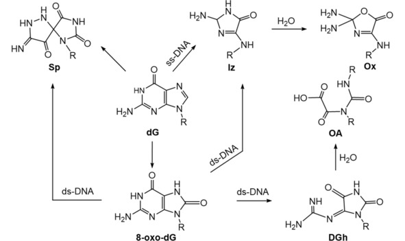 Scheme 3