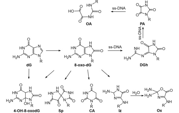 Scheme 4