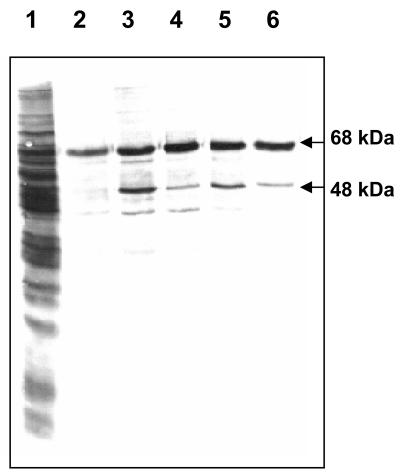 FIG. 3.