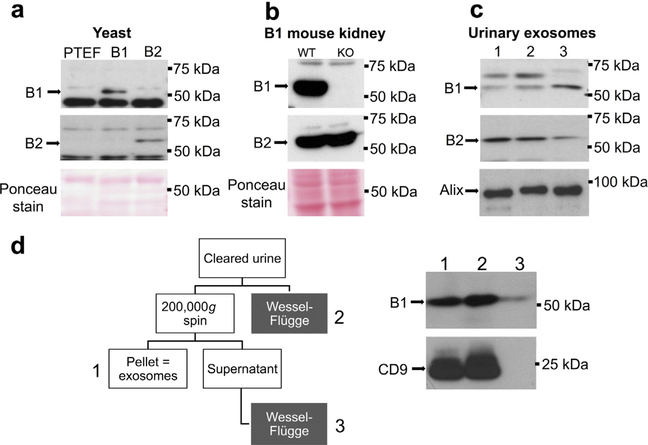 Figure 1 |