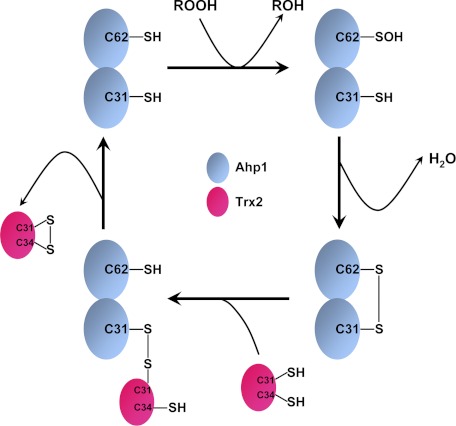 FIGURE 5.