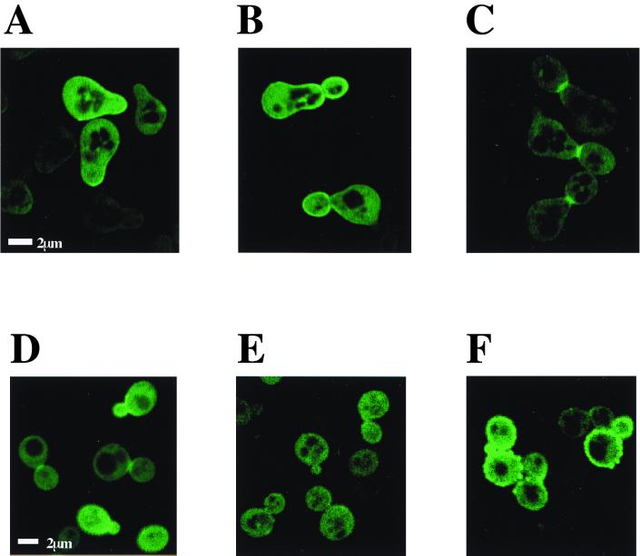 FIG. 7