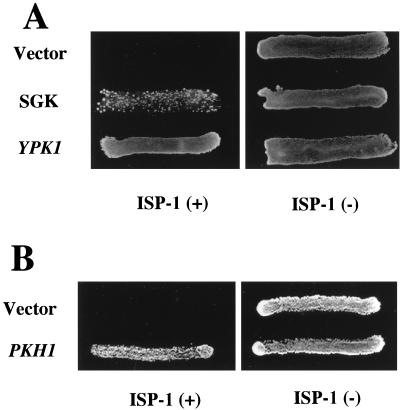 FIG. 8