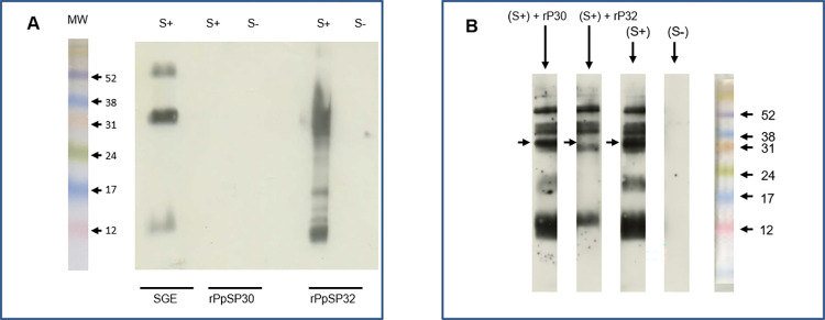 Fig 7