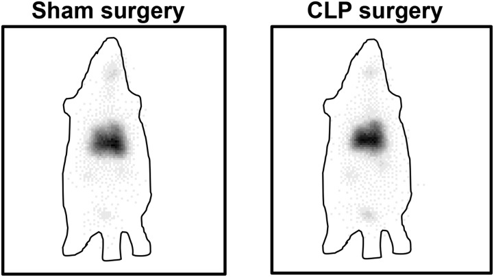 Fig. 8.