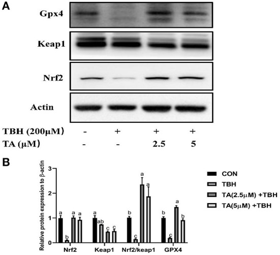 Figure 5