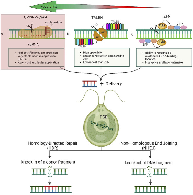 FIGURE 2