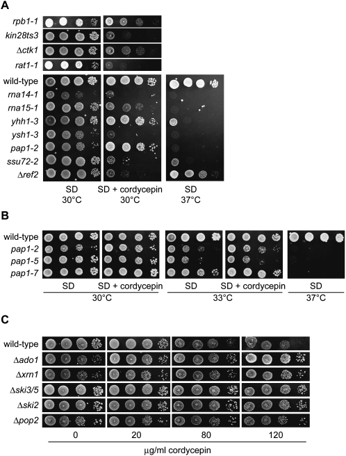 FIGURE 1.