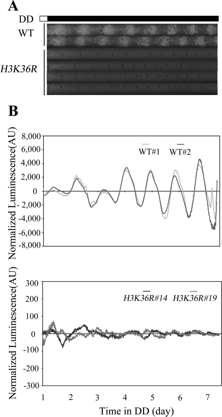 FIGURE 2.