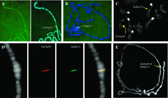 Figure 3.—