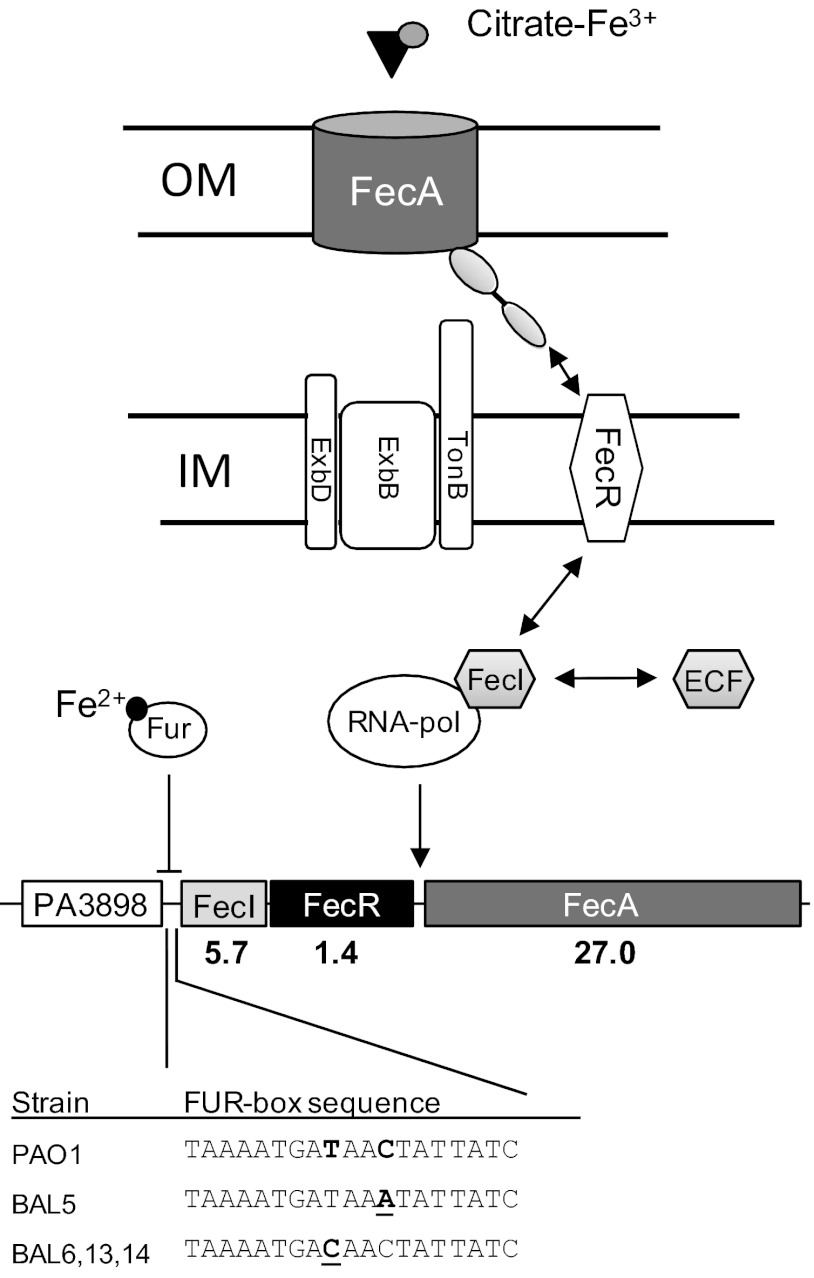 Fig 3