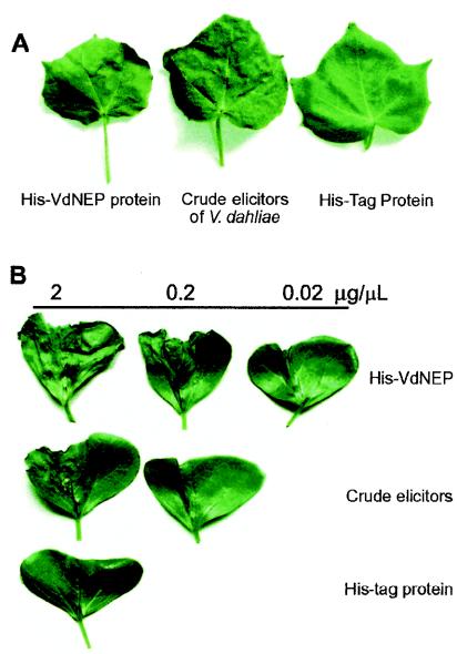 FIG. 5.