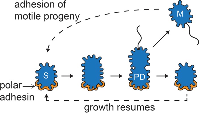 FIG 5