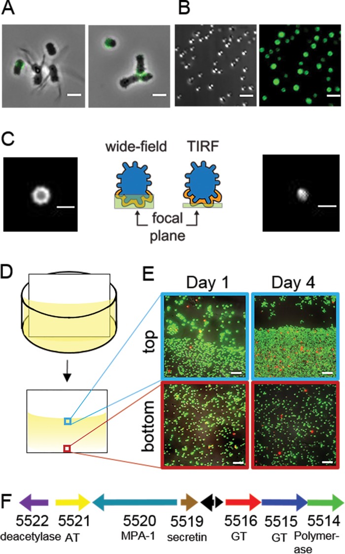 FIG 2