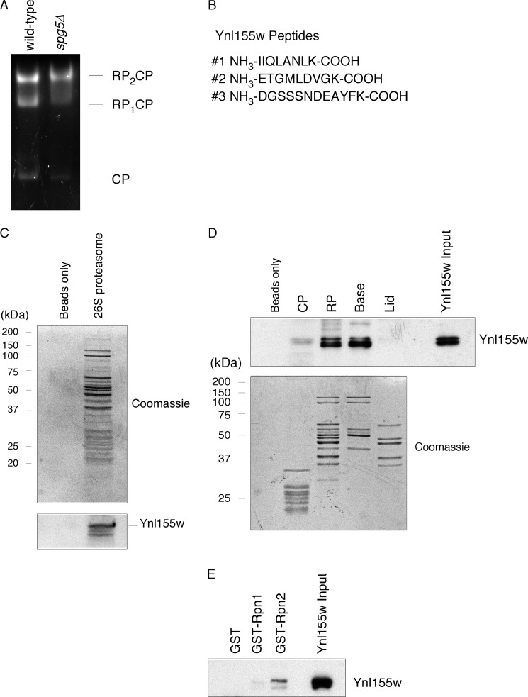 FIGURE 1.