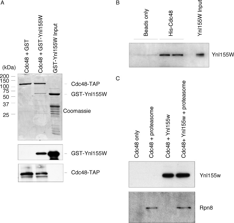 FIGURE 2.