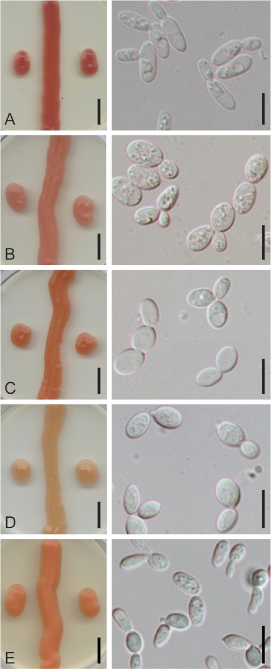 Fig. 2.