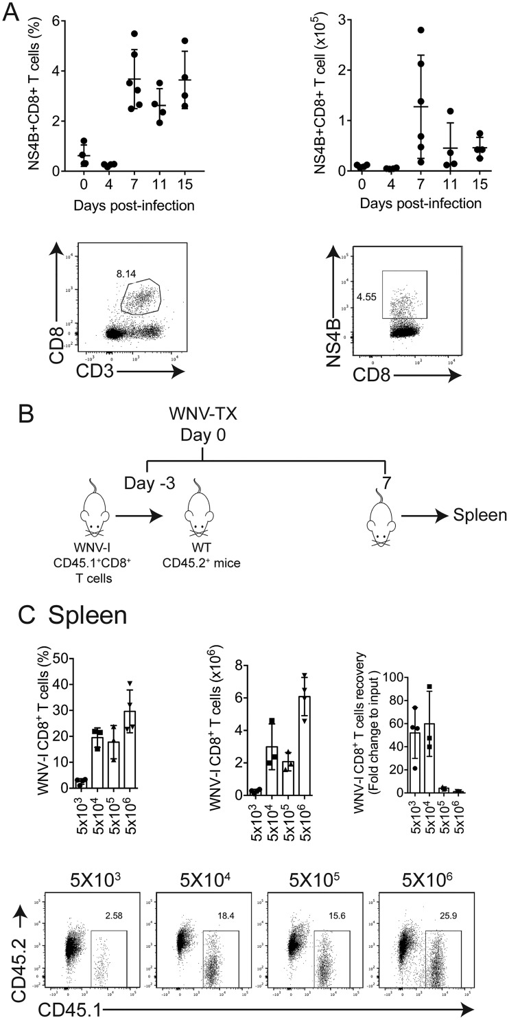 FIG 2