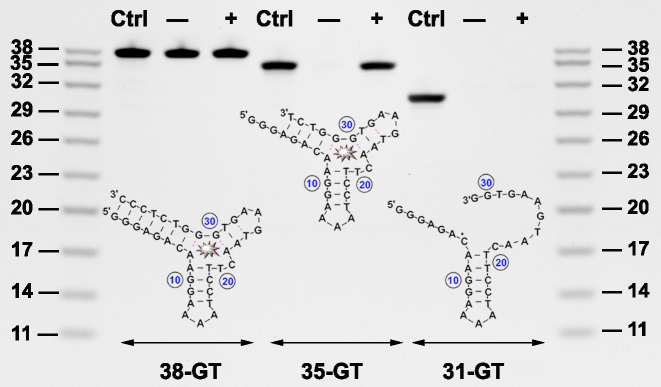 Figure 5.