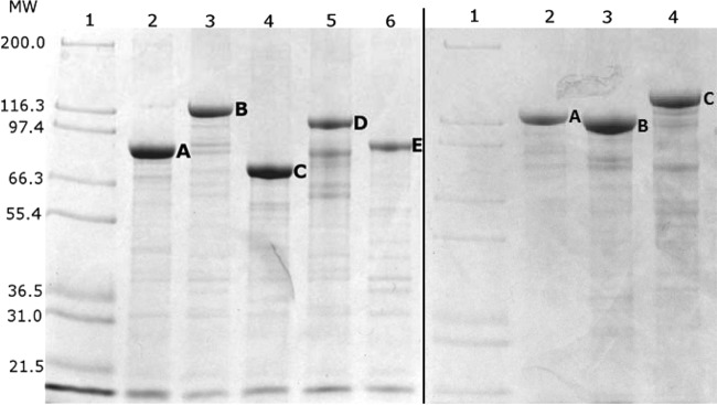 FIG 2