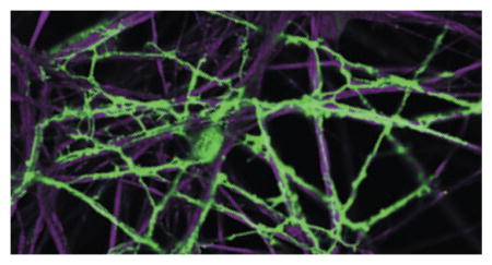 Roles of glial cells