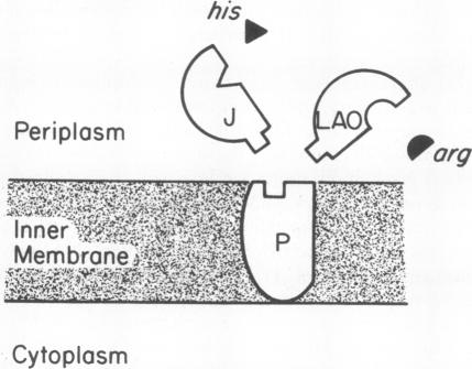 graphic file with name pnas00661-0146-a.jpg