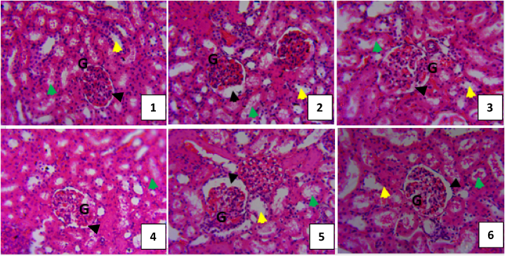 Fig. 7