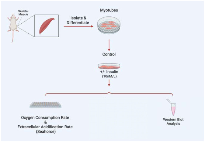 Figure 4: