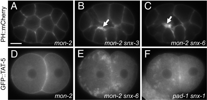 Fig. 5.