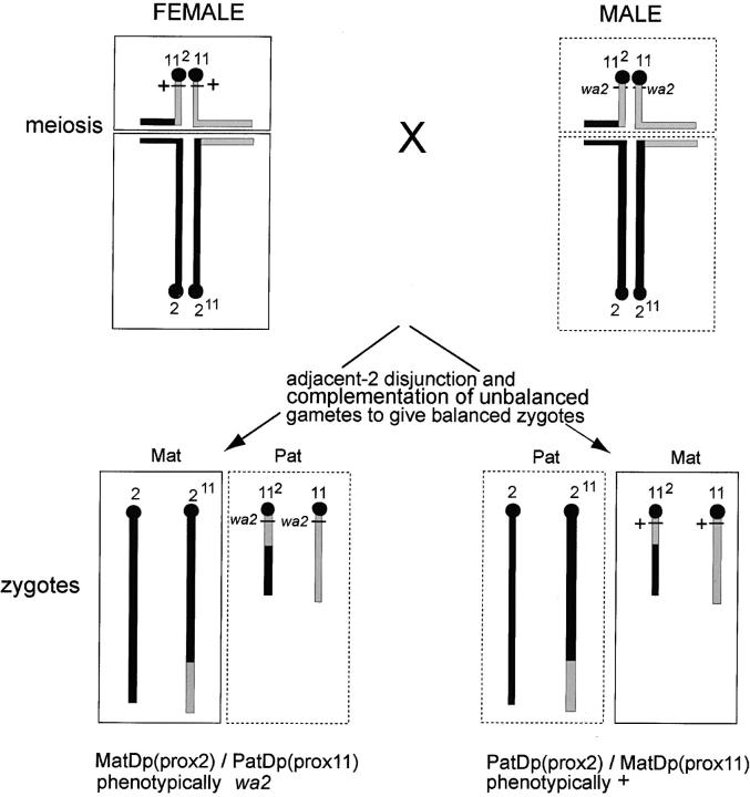 Figure 1.—