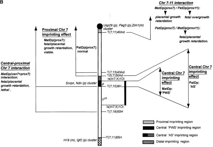 Figure 4.—