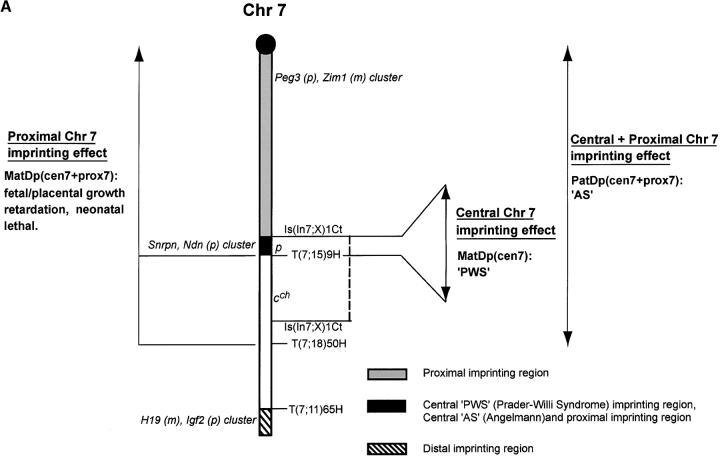 Figure 4.—