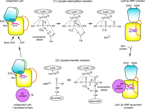 FIGURE 4.