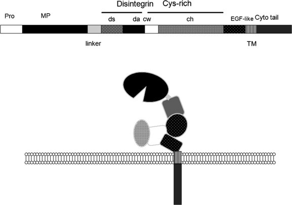 Fig. 6