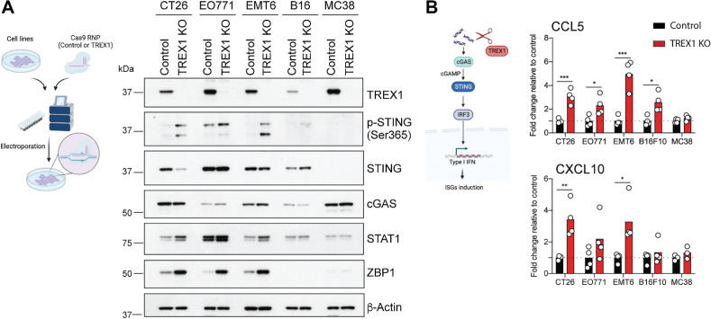 Figure 1. TREX1 limits a cGAS/STING-induced ISG response in multiple common murine tumor cell lines. A, Schematic of Cas9/gRNA-mediated TREX1 deletion in tumor cell lines (left). Representative Western blots of TREX1, p-STING (Ser365), STING, cGAS, STAT1, ZBP1, and β-actin in control and TREX1 KO cell lines (right; n = 4). B, Schematic of the cGAS/STING pathway (left). CCL5 and CXCL10 protein levels in supernatants. Values normalized to the average of control samples. Circles represent independent experiments. Bars represent the mean (n = 3–4). Unpaired t test. *, P < 0.05; **, P < 0.01; and ***, P < 0.001.