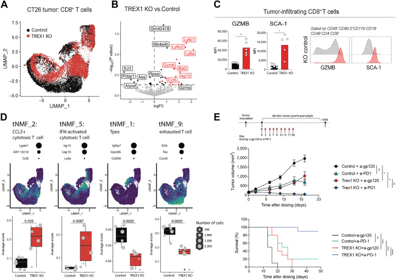 Figure 4. TREX1 loss increases CD8+ T-cell activation, limits their exhaustion, and enhances the potency of immune checkpoint blockade therapy. A, UMAP of CD8+ T cells in control and TREX1 KO CT26 tumors following scRNA-seq analysis. Cells are colored according to tumor genotype. B, Volcano plot showing genes differentially expressed comparing pseudobulk of tumor-infiltrating CD8 T cells in control and TREX1 KO CT26 tumors. Horizontal dashed line represents a P value cutoff of 0.05. ISGs are highlighted in red. The five genes with the lowest P value in both directions are labeled in addition to Gzmb, Bst2, Isg15, Ccl5, and Gzma. Only animals with more than 200 cells were included for comparison. C, Bar graphs and representative flow cytometry histograms showing expression of GZMB, and SCA-1 on CD8+ T cells in CT26 tumors. Circles represent individual animals. Bars represent the mean. Unpaired t test with Welch correction (n = 5 per group). *, P < 0.05; **, P < 0.01. D, Four NMF programs from CD8+ T cells (tNMF) with significantly different scores in TREX1 KO and control CT26 tumors. Three representative genes for each program are listed with dots sized according to their relative contribution to the NMF program. UMAPs show scaled program scores for the given NMF program from low (blue) to high (yellow). Box plots display the NMF scores averaged by animal (grey points). Size of the points represents the number of cells for each animal. Points extended >1.5× interquartile range from the hinge are shown as outliers (marked by a black dot). Whiskers represent the minimum and maximum. The box represents the interquartile range, and the center line represents the median. Wilcox rank-sum test. E, Tumor growth (top) and survival curves (bottom) of control and TREX1 KO CT26 upon anti-PD1 or isotype antibody treatment. Tumor volume at the last time point was compared by ANOVA using a mixed-effect model followed by Tukey's multiple comparisons. Lines represent the mean ± SEM (n = 10 per group). Survival was assessed with log-rank test. Lines represent median survival. Tumor volumes larger than 2,000 mm3 was regarded as end point (n = 10 per group). *, P < 0.05; **, P < 0.01; ***, P < 0.001; ****, P < 0.0001.