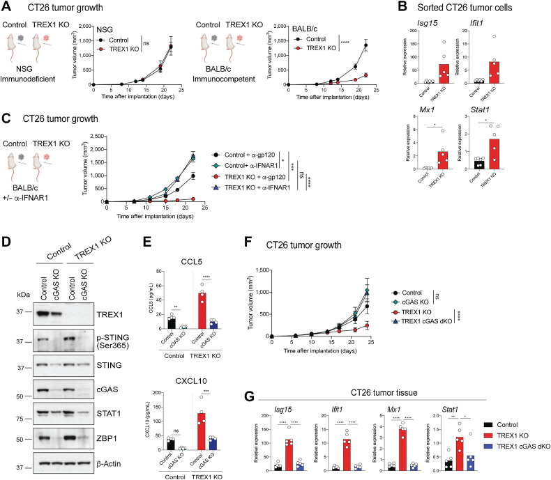 Figure 2. Tumor-intrinsic TREX1 loss results in impaired CT26 tumor growth in immunocompetent mice in a type I IFNs and cGAS-dependent manner. A, Control and TREX1 KO CT26 tumor growth curves in immunodeficient NSG and immunocompetent BALB/c hosts. Lines represent the mean ± SEM. Two-way ANOVA (NSG, n = 6; BALB/c, n = 10 per group). B, RT-qPCR analysis of Isg15, Ifit1, Mx1, and Stat1 mRNA expression levels in sorted (CD45–CD31–PDGFRa–) CT26 tumor cells isolated from BALB/c hosts. Circles represent individual animals. Bars represent the mean. Unpaired t test with Welch correction (control, n = 6; TREX1 KO, n = 5). C, Control and TREX1 KO CT26 tumor growth curves in BALB/c hosts ± IFNAR1 blockage. Lines represent the mean ± SEM. Tumor volume at the last time point was compared by Two-way ANOVA using a mixed-effect model followed by Tukey multiple comparisons (n = 10 per group). D, Representative Western blots of TREX1, p-STING (Ser365), STING, cGAS, STAT1, ZBP1, and β-actin in CT26 cell lines of the indicated genotype (n = 4). E, CCL5 and CXCL10 protein levels in supernatants. Circles represent independent experiments. Bars represent the mean. Multiple t test (n = 4). F, Control, TREX1 KO, cGAS KO and TREX1 cGAS dKO CT26 tumor growth curves in BALB/c hosts. cGAS KO and TREX1 KO cGAS dKO groups were compared to control and TREX1 KO, respectively, by Two-way ANOVA using a mixed-effects model. Lines represent the mean ± SEM. (TREX1 KO n = 10; Control, cGAS KO, TREX1 cGAS dKO n = 9 per group). G, RT-qPCR analysis of Isg15, Ifit1, Mx1, and Stat1 mRNA expression levels in CT26 tumor tissue. Circles represent individual animals. Bars represent the mean. One way ANOVA (n = 5). ns, P > 0.05; *, P < 0.05; **, P < 0.01; ***, P < 0.001; and ****, P < 0.0001.