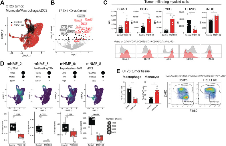 Figure 3. TREX1 loss remodels an immunosuppressive myeloid TME. A, UMAP of monocytes, macrophages, and cDC2s in control and TREX1 KO CT26 tumors following scRNA-seq analysis. Cells are colored according to tumor genotype. B, Volcano plot showing genes differentially expressed comparing pseudobulk of tumor-infiltrating myeloid cells in control and TREX1 KO CT26 tumors. Horizontal dashed line represents a P value cutoff of 0.05. ISGs are highlighted in red. The five genes with the lowest P value in both directions are labeled in addition to Irf7, Ly6c2, Ly6c1, Bst2, and Ly6a. Only animals with more than 200 cells were included. C, Bar graphs and representative flow cytometry histograms of SCA-1, BST2, LY6C, CD206, and iNOS expression on myeloid cells in control and TREX1 KO CT26 tumors. Circles represent individual animals. Bars represent the mean. Unpaired t test with Welch correction (n = 5 per group). *, P < 0.05; **, P < 0.01. D, Four NMF programs from monocytes, macrophages, and cDC2s (mNMF) with significantly different scores comparing control and TREX1 KO CT26 tumors. Three representative genes for each program are listed with dots sized according to their relative contribution to the NMF program. UMAPs show scaled program scores for the given NMF program from low (blue) to high (yellow). Box plots display the NMF scores averaged by animal (grey points). Size of the points represents the number of cells for each animal. Points extended >1.5× interquartile range from the hinge are shown as outliers (marked by a black dot). Whiskers represent the minimum and maximum. The box represents the interquartile range, and the center line represents the median. Wilcox rank-sum test. E, Bar graphs and representative flow cytometry plots showing monocyte and macrophage proportions in CT26 tumors. Circles represent individual animals. Bars represent the mean (n = 5). Unpaired t test with Welch correction. **, P < 0.01; ****, P < 0.0001.