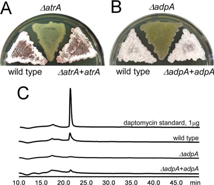 FIGURE 4.