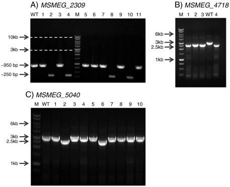 Fig. 4