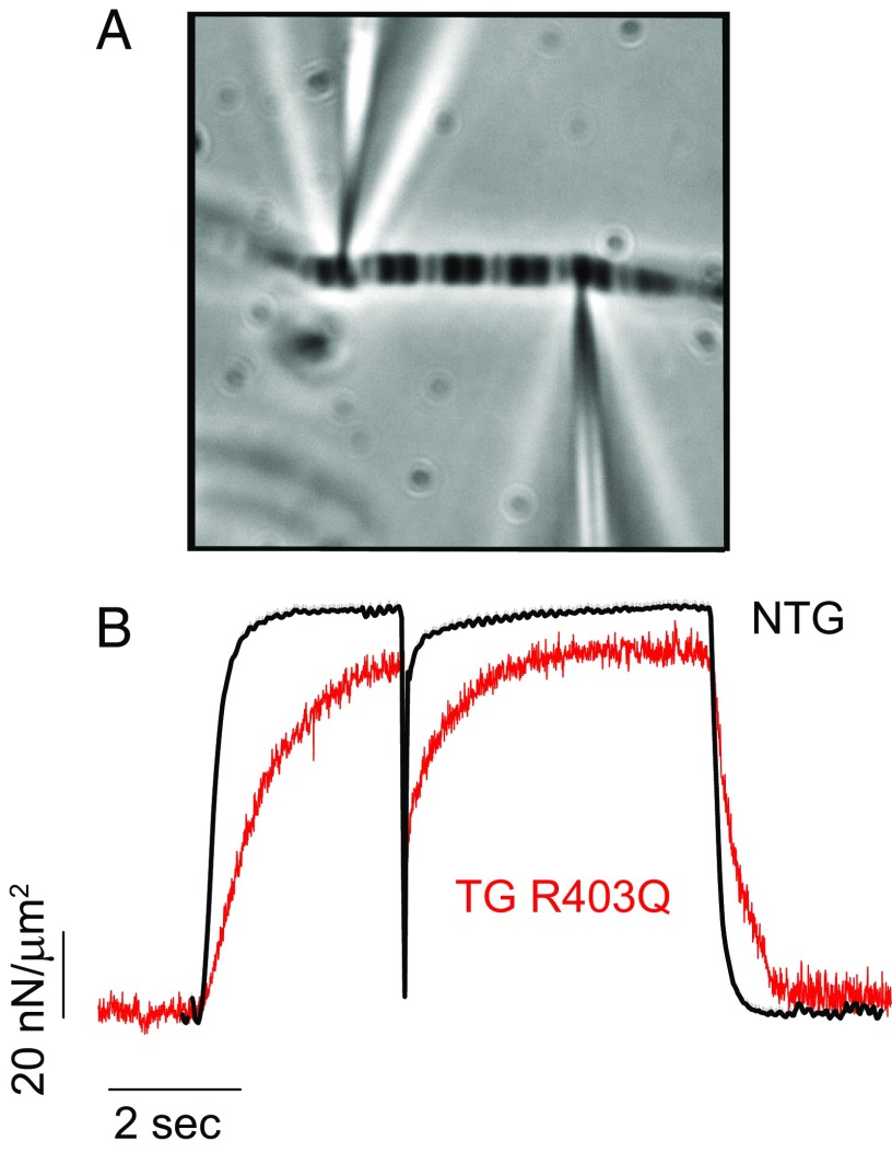 Fig. 5.